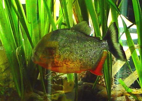 Serrasalmus nattereri