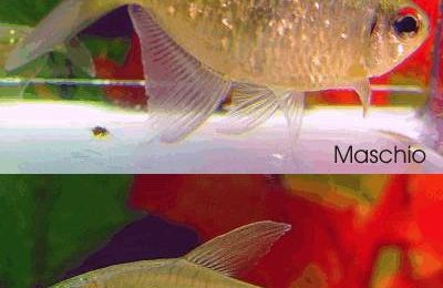 Moenkhausia pittieri