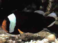 Amphiprion polymnus