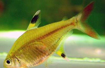 Pristella maxillaris