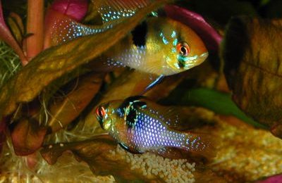 Microgeophagus ramirezi