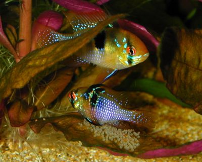 Microgeophagus ramirezi