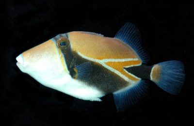 Rhinecantus rectangulus