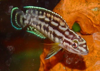 Julidochromis regani