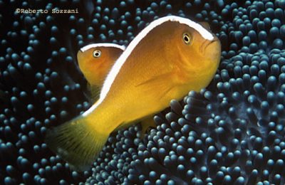 Amphiprion sandaracinos