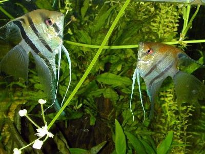 Pterophyllum scalare