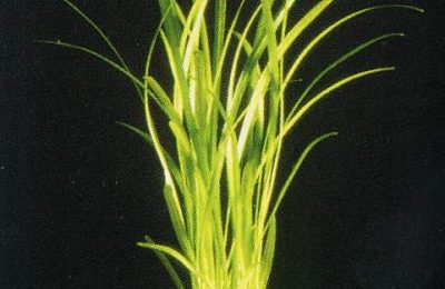 Sagittaria pusilla