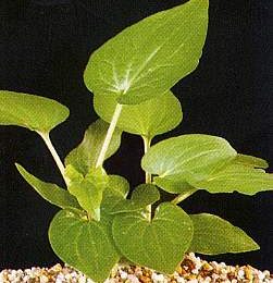 Saururus cernus