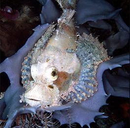 Scorpaenopsis cirrhosa