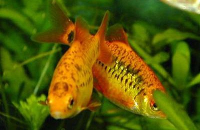 Barbus semifascicolatus "schuberti"