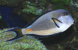 Acanthurus sohal