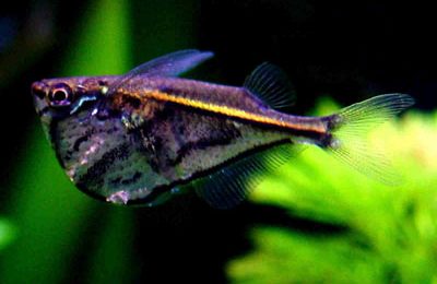 Carnegiella strigata strigata