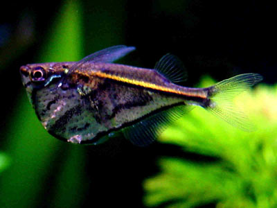 Carnegiella strigata strigata