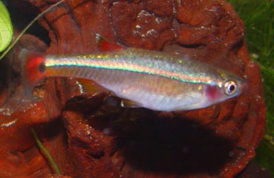 Tanichthys albonubes