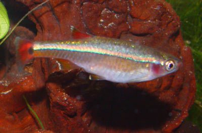 Tanichthys albonubes