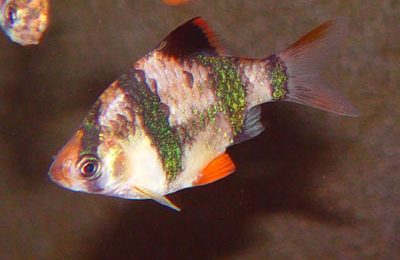 Barbus tetrazona