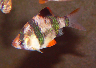 Barbus tetrazona