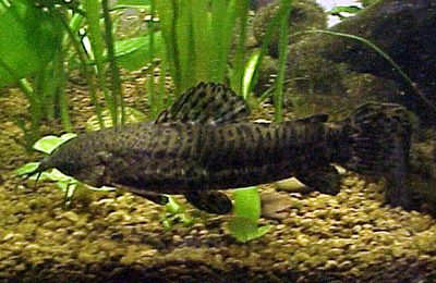 Hoplosternum thoracatum