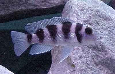 Neolamprologus tretocephalus