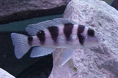 Neolamprologus tretocephalus