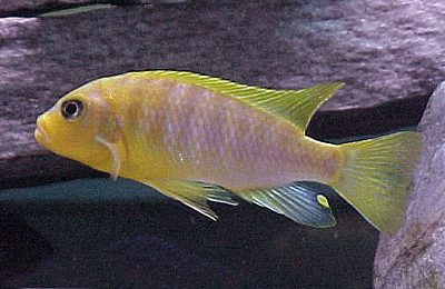 Pseudotropheus aurora