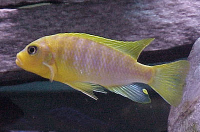 Pseudotropheus aurora