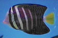 Zebrasoma veliferum