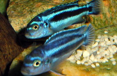 Melanochromis vermivorus