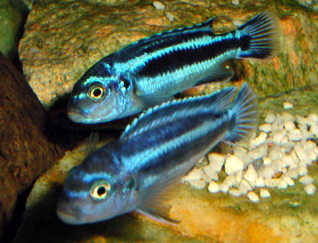 Melanochromis vermivorus