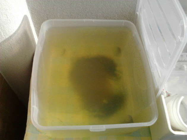 contenitore per allevamento dafnie