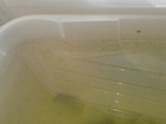 schiusa allevamento dafnie