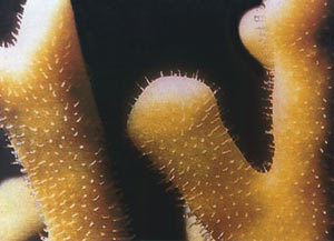 Millepora dicotoma.