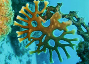 Millepora dicotoma.