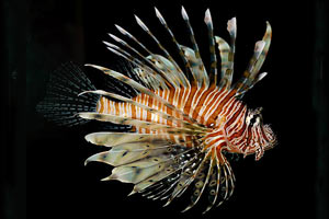 Pterois volitans