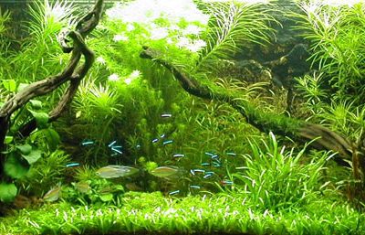 acquario piante