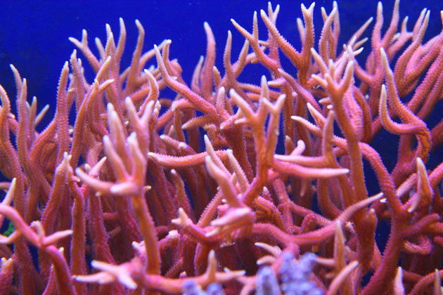 spedizione coralli buca sacchetti