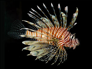 pesce Pterois volitans