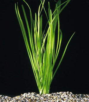 Vallisneria pianta da acquario a crescita veloce