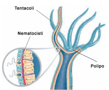 Nematocisti