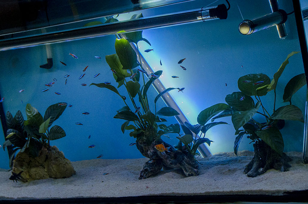 avere un acquario avere un acquario