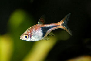 rasbora