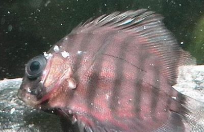 Come Dormono I Pesci Tutto Cio Che Devi Sapere Acquaportal