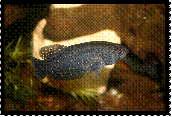 Austrolebias wolterstorffi "Canal Andreoni" Uruguay