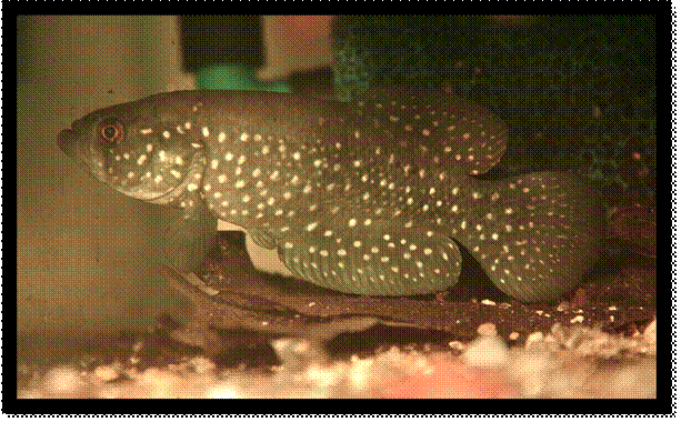 Austrolebias wolterstorffi "Porto Alegre" Brasi