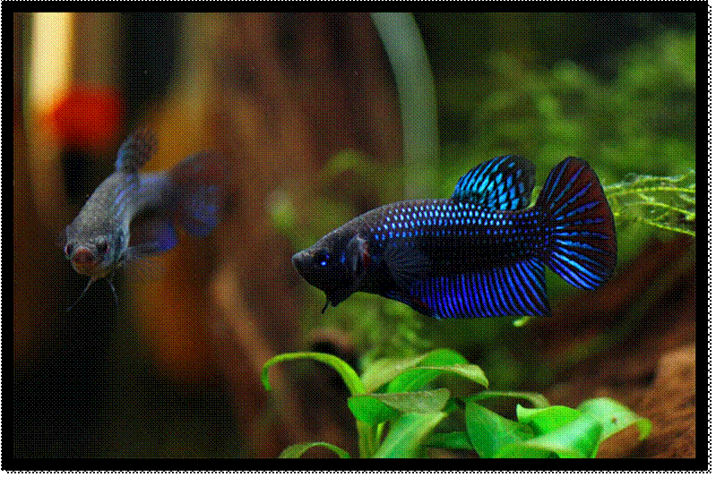 Betta sp. Mahachai.