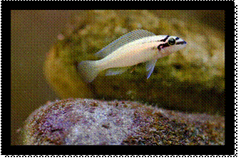 Chalinochromis brichardi