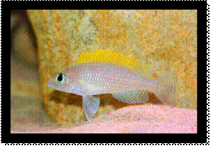 Neolamprologus caudopunctatus