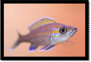 Paracyprichromis nigripinnis