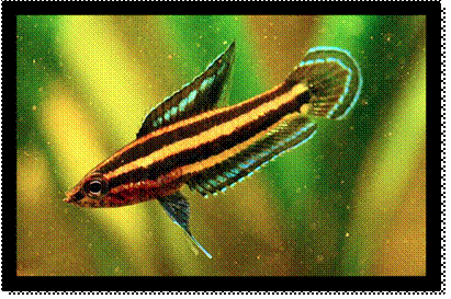 Paroshromenus bintan, specie con strategia specialistica