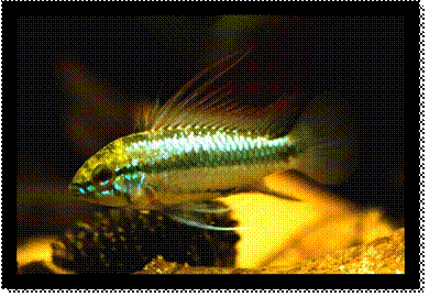 Maschio di Apistogramma trifasciata